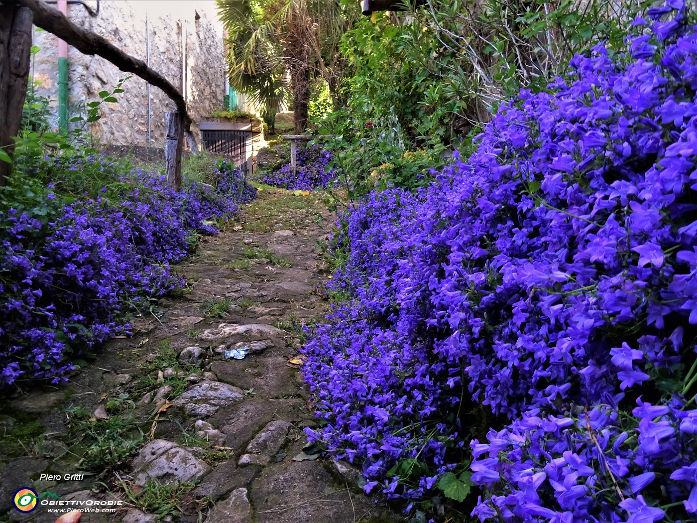 13 Campanula portenschlagiana muralis (Campanula muraria) tra le case della Pernice  di Zogno.JPG